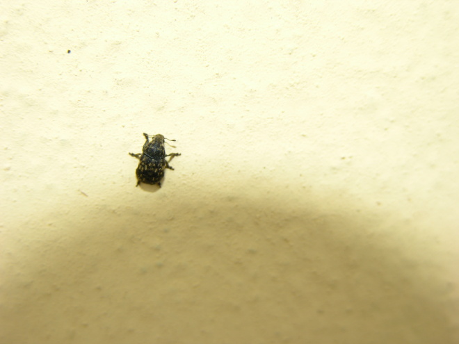 altro coleotterino minuscolo: Anthribus nebulosus